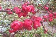 کلبه ی چوبی جنگلی محیا در لاهیجان