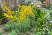 ویلا استخردار دوخواب مبله در چهارباغ