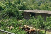 کلبه چوبی دوخواب در قائم شهر