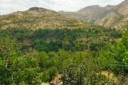 آپارتمان مبله تکخواب در پاوه