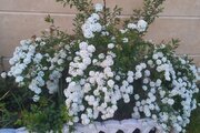 ویلا مبله تکخواب خانه پدری در لاهیجان