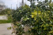 واحد دوخواب در طبقه همکف ویلای پره سر