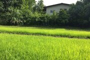 واحد نیکوکار در طبقه اول باغ ویلا چالوس