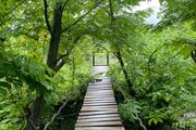 کلبه دوبلکس چوبی جنگلی تکخواب در تالش