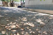 ویلا مبله سه خواب در ماسال