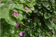 کلبه تک خواب مبله نیما در سیاهکل