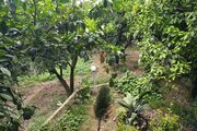 ویلا باغ تک خواب خانه ی سبز در قائمشهر