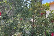 ویلا دوبلکس 3 خواب جنگلی مبله در چمستان