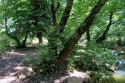 سوئیت ویلا مبله در رشت