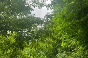 واحد مبله تکخواب طبقه همکف جنگلی سیاه مزگی در شفت