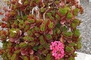 کلبه دوبکس مبله دوخواب ترنج در نور