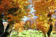 واحد مبله دوخواب طبقه اول ویلا جنگلی در سوادکوه