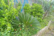 ویلا دوبلکس سوئیسی جنگلی در صومعه سرا