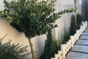 کلبه سوئیسی دوبلکس تکخواب سنجاقک در شهر بندر انزلی