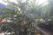 ویلا مبله تکخواب تیلو در مینودشت