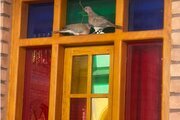 اتاق یک نفره با سرویس ایرانی در هتل تهران