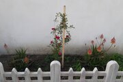 ویلا استخردار تکخواب مبله در گیلان