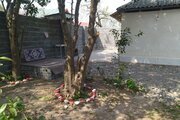 سوئیت نقلی همیشه بهار در رشت