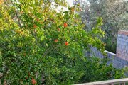 باغ ویلا سه خواب مبله افشاری در منجیل
