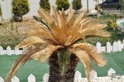 ویلا مبله تکخواب استخردار دراصفهان