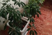 واحد طبقه دوم شالیزار رایان 32 در اسالم