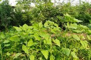 خانه ویلایی دو خواب مبله در ماسال