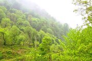 کلبه مبله تکخواب در ماسال