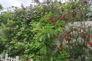 ویلا باغ مبله دوخواب در لاهیجان