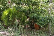 ویلا باغ دو طبقه تک خواب آنیا در شیراز