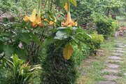خانه ویلایی دو خواب مبله در ماسال