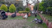 آپارتمان مبله دوخواب در سیاهکلای نور