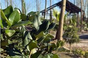 باغ ویلا دوخواب میجان 1 در رشت