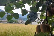 واحد دوخواب عمارت مهراد در طبقه اول ویلای اسالم