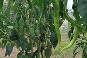 ویلا مبله دو خواب دنج در تالش