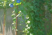 ویلا تکخواب همیشه بهار در قائم شهر