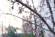 ویلا استخردار دوخواب پارادایس در چهارباغ