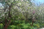 اتاق 2 در اقامتگاه بومگردی دماوند