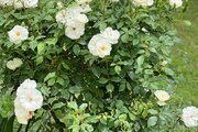 کلبه سوئیسی تکخواب جکوزی دار آیهان در ماسال