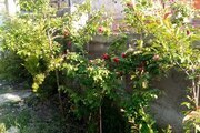 باغ ویلا سه خواب مبله در نور
