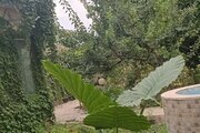 ویلا تکخواب همیشه بهار در قائم شهر