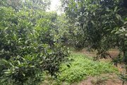 ویلا باغ تک خواب خانه ی سبز در قائمشهر