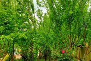 ویلا دو خواب استخردار در مشهد