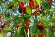 آپارتمان مبله باغ آوا در دزفول