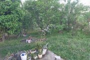 ویلا دوبلکس مبله دوخواب امیر عباس در ماسال