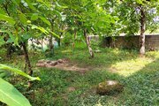 واحد تک خواب در جاده ماسوله