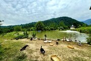 کلبه چوبی در طبیعت بکر لفور