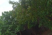 ویلا دوخواب مبله کیا در لاهیجان