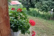 کلبه دو خواب امیر در ماسال