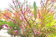 خانه ویلایی تکخواب مبله در کاشان