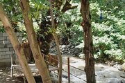 آپارتمان مبله دوخواب آوای طبیعت 2 در اسالم